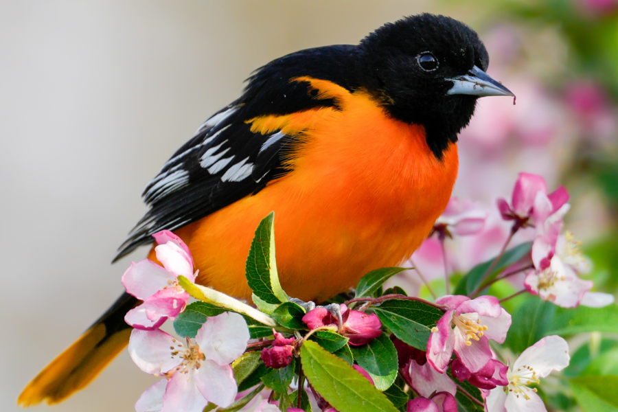 Baltimore_Oriole_by_Zach_Vaughan Baltimore Oriole perches on cherry blossoms (by Zach Vaughn)