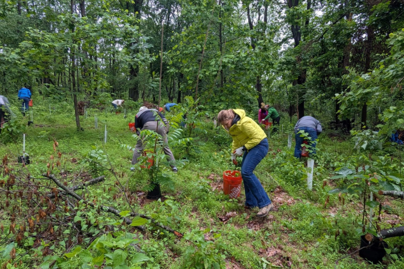 Several volunteers are spread out through undergrowth adding new trees in a volunteer planting event