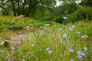Frick Park in the Spring